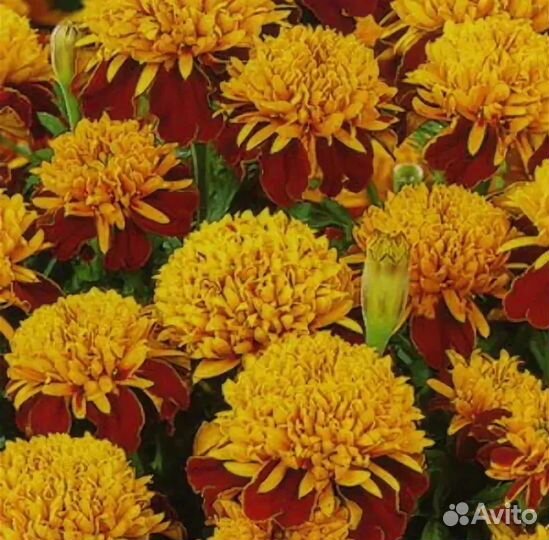 Цветочная рассада