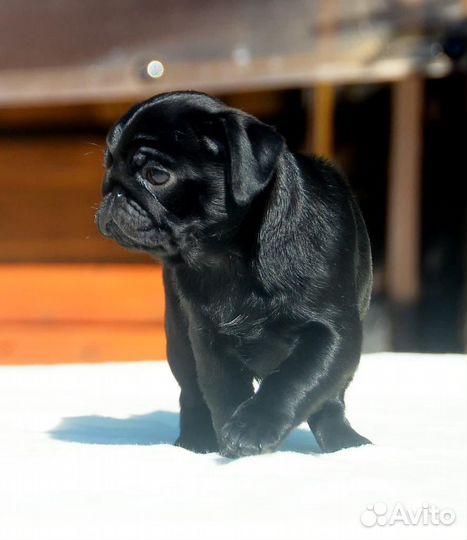 Щенки мопса