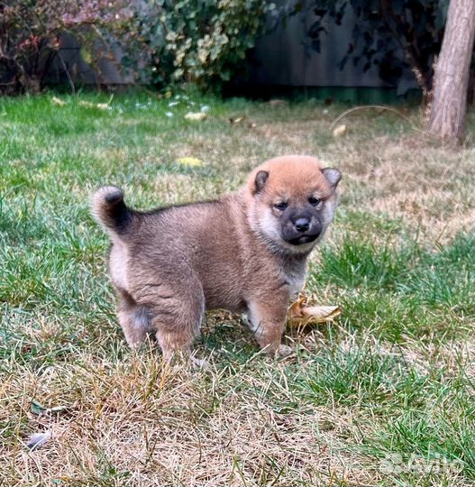 Мальчик сиба