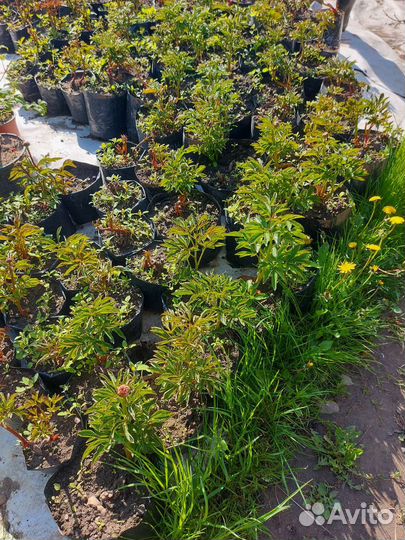 Продам пион Red Charm