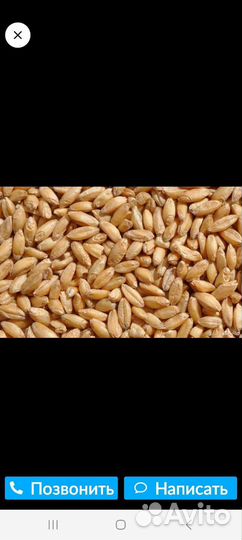 Пшеница ячмень