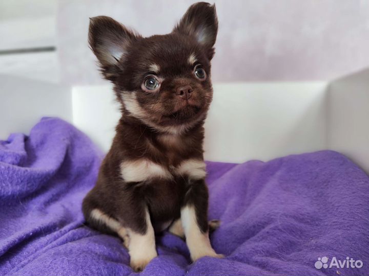 Продается чихуахуа