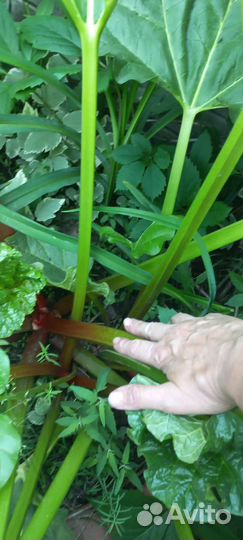 Ревень стебли/корень/рассада