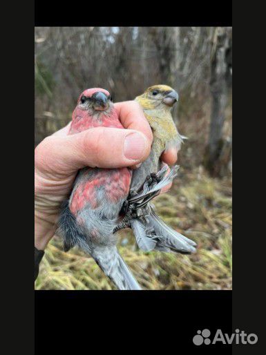 Певчие птицы