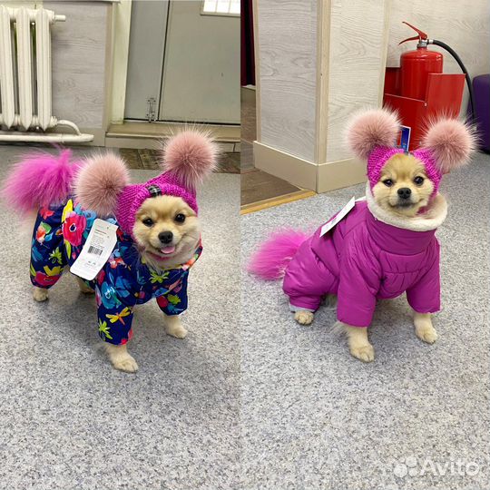 Одежда для собак