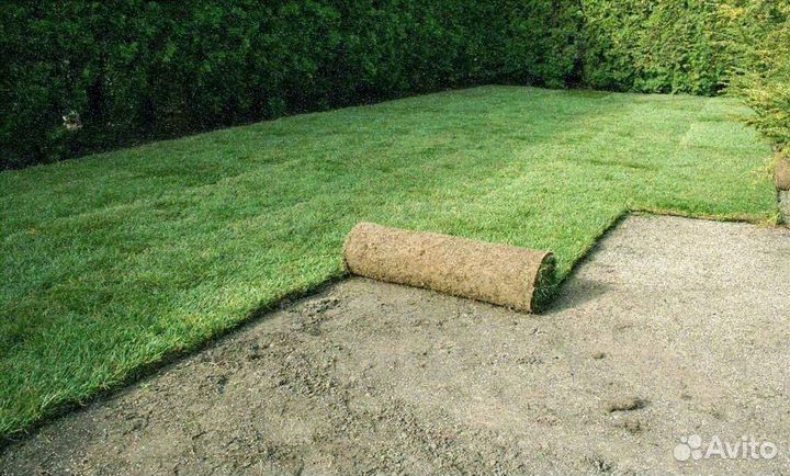 Укладка рулонного газона эконом