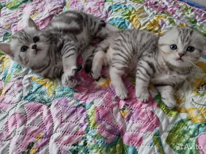 Шотландские котята