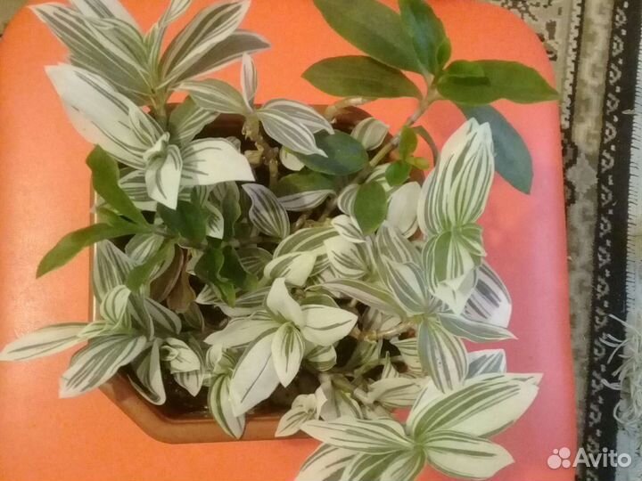 Продам цветы комнатные