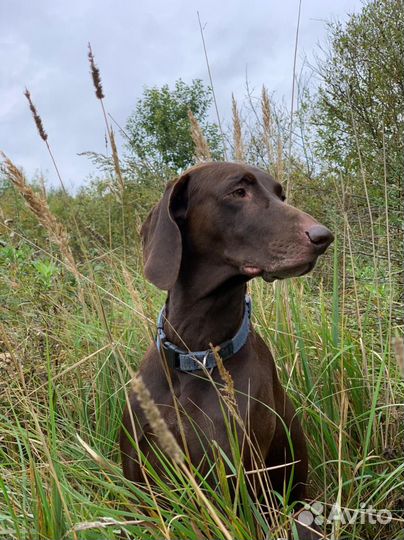 Кобель курцхаар для вязки