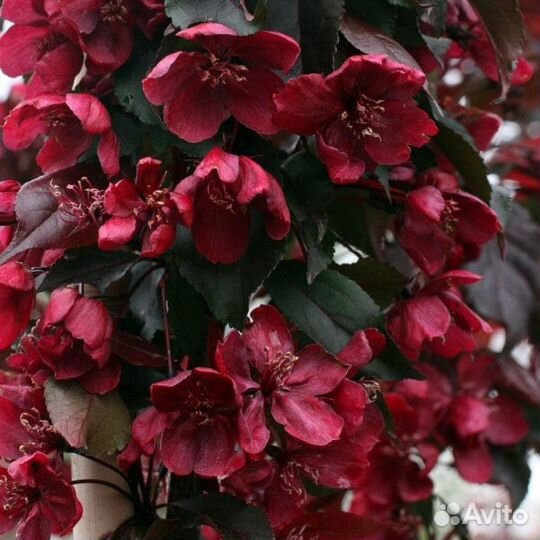 Семена Декоративной яблони Royalty