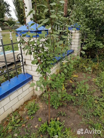 Саженцы облепихи и терна