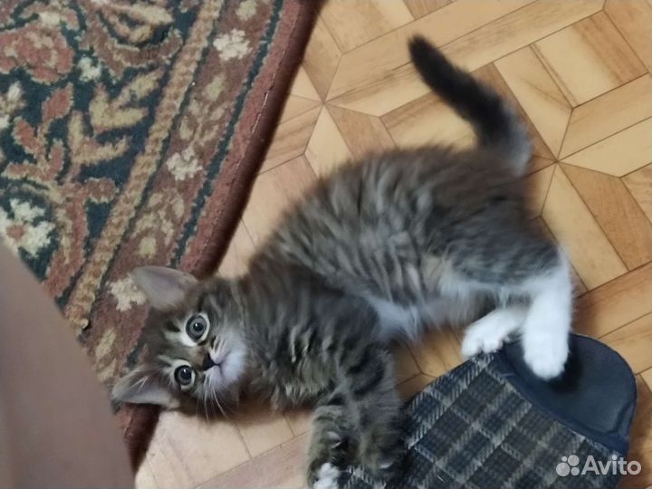 Котенок-мягкий пушистик