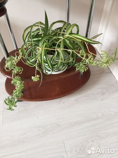 Хлорофитум