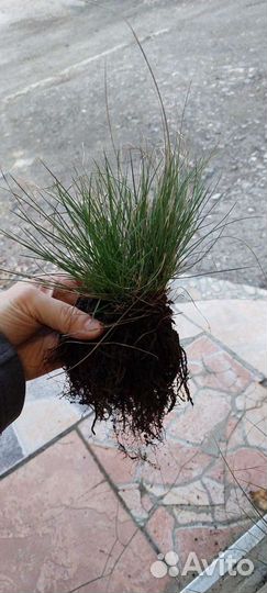 Овсяница сизая