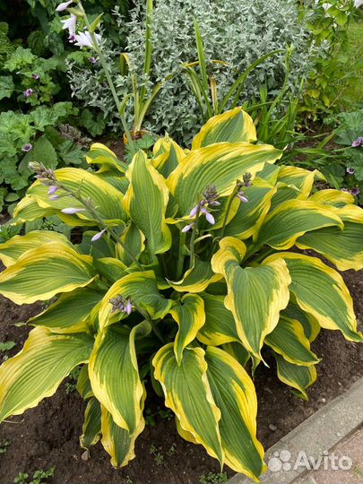 Хосты, Астильба, Примулы