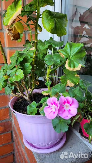 Пеларгония