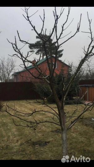 Газонная трава