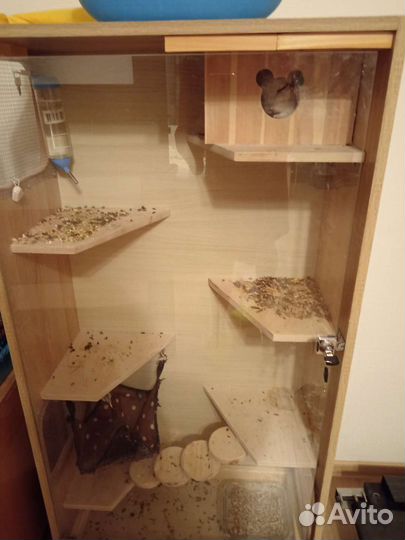 Шиншилла с витриной