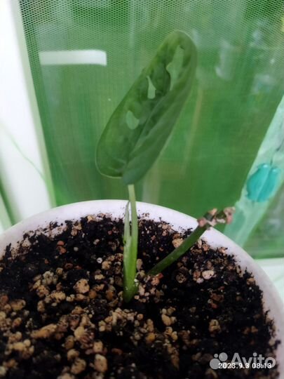 Монстера Адансона