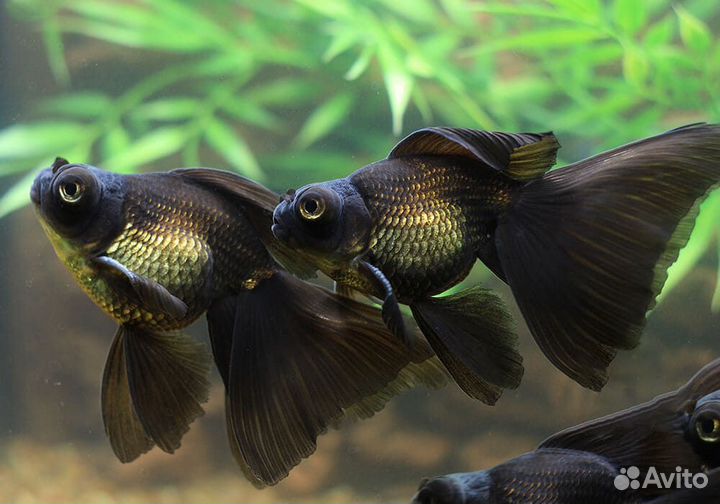 Золотые рыбки (телескопы, вуалехвосты, оранды)