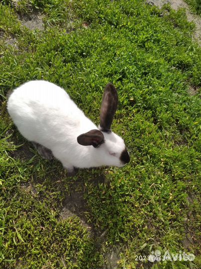 Кролик калифорнийский- самки 6 мес