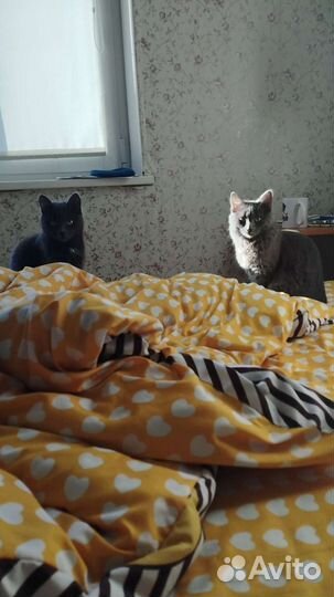 Отдадим в добрые руки 2-х кошек