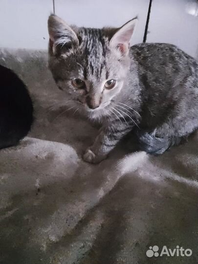 Котенок в добрые руки