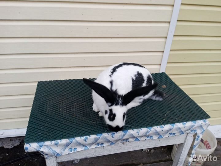 Немецкий пестрый великан Строкач