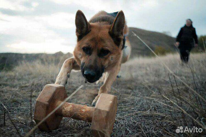 Дрессировка собак