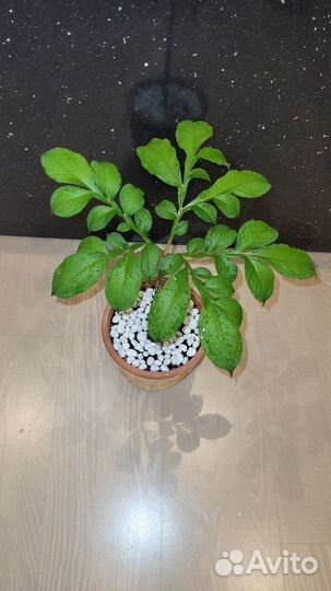 Аморфофаллус