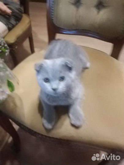 Британская