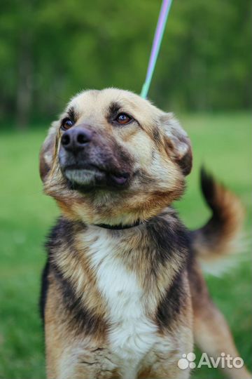 Собака в добрые руки, Никс