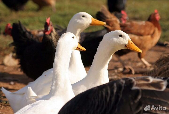 Инкубяйцо сельхозптицы