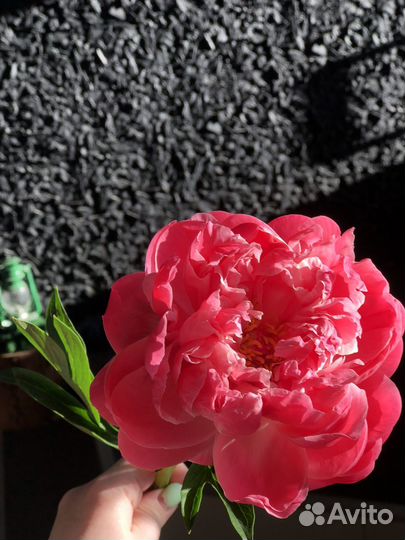Пионы цветы букеты