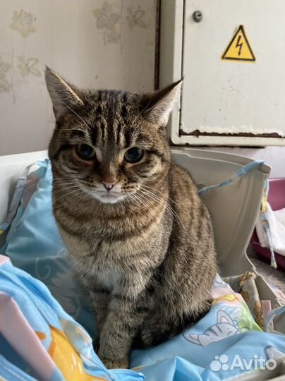 Котики в приюте