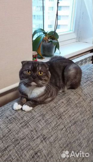 Вязка Шотландский фолд
