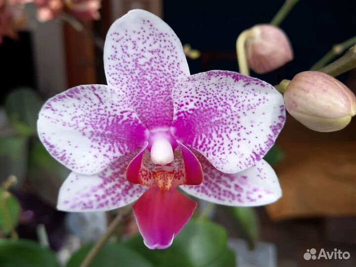 Орхидея фаленопсис