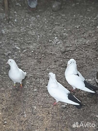 Голуби армянский