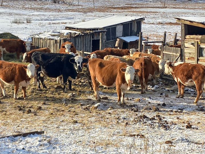 Сельхоз животные