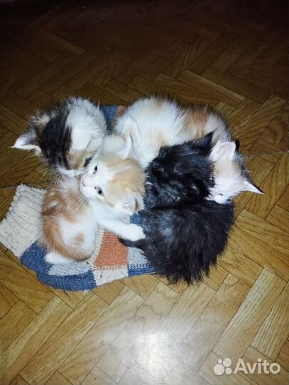 Котята в добрые руки