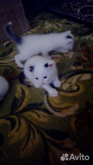 Котята в добрые руки бесплатно