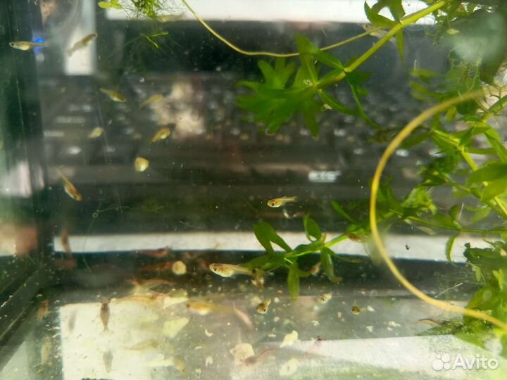 Креветки и малек гуппи