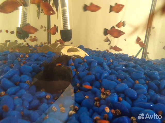 Аквариумные рыбки пецилии купить в Саратове | Животные и зоотовары | Авито