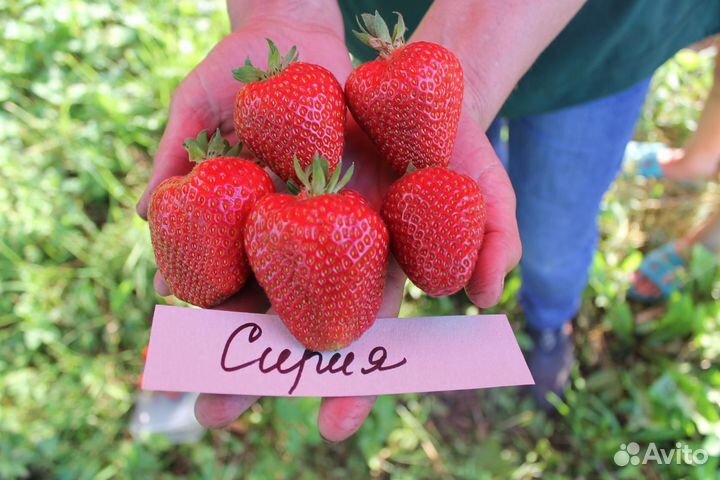 Земляника садовая Сирия