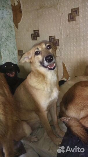 Небольшие, стерильные девочки