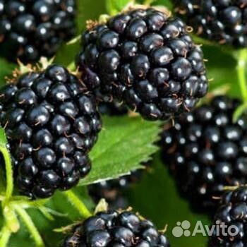 Саженцы ежевики блек джем,торнфри,караке блек