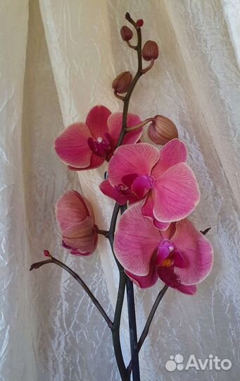 Сортовая орхидея Narbonna