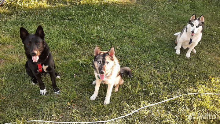 Передержка собак