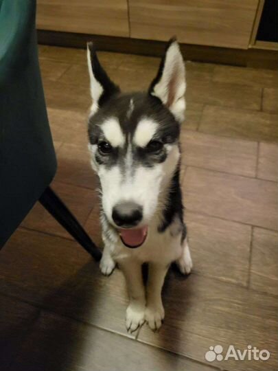 Сибирский хаски, девочка