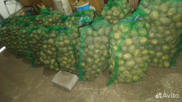 Картофель
